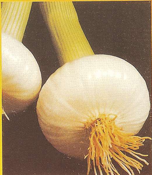 CIPOLLA BIANCA APRILATICA GR.100